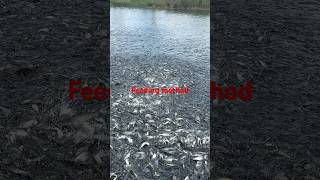 Wao amazing feeding Pangasius methodaquaculture mekong fishfishing [upl. by Dayle]