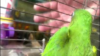 Peach Fronted Conures parrots parrot [upl. by Darci]