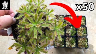 How to Make 50 Plants from One  Propagating Drosera Sundews fly traps [upl. by Miru]