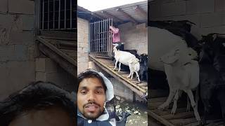 Bakriyon ko Ghar mein le Jana goat goatknowledge animals farming cow shorts funny viralshort [upl. by Latsyrcal]