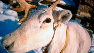 Reindeer in Lapland Finland 🦌 tourism video about Finnish Reindeer porot Finnish Travel film [upl. by Shevlo]