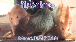 Introducing my 1 yo Rats to my Elder Rat 💜 [upl. by Sudaorb350]