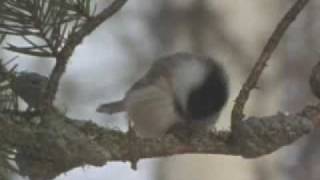 The BlackCapped Chickadee 30 seconds [upl. by Junette]