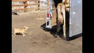 Pembroke Welsh Corgi Herding Cows [upl. by Diena]