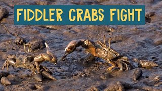 Fiddler Crabs Fighting [upl. by Estas563]