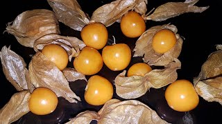 Physalis Fruit Time Lapse  Eaten by maggots [upl. by Ainet]