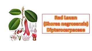 Red Lauan Shorea negrosensis  Dipterocarpaceae  Philippine Native Trees [upl. by Rebah]