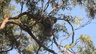 Wild Koalas Mating  Raymond Island [upl. by Ielerol]