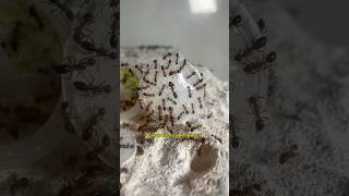 Mes fourmis ont chacune leurs goûts [upl. by Mile576]