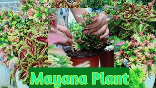 How to propagate coleus plant from cuttingscreative mayana plant ideas in potpainted nettle plant [upl. by Herodias]