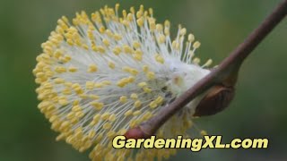 Salix Caprea in the Garden [upl. by Arnold]