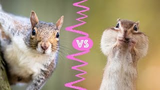 Chipmunks vs Squirrels What’s the Difference [upl. by Aurelie954]