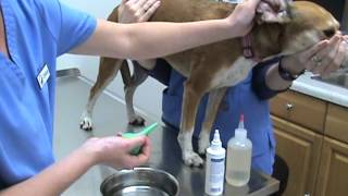 How to Clean Your Pets Ears Part 03  Flushing the EarMPG [upl. by Enneyehs]