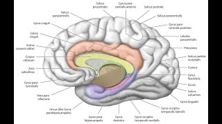 What anatomical Structure makes the Dentate Gyrus Distinctively Dentate Tooth like Appearance [upl. by Ennyrb492]