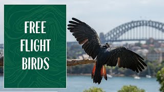 Taronga Free Flight Birds An Aerial Extravaganza [upl. by Ricki485]