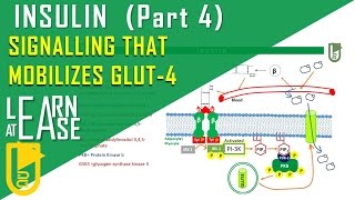 Insulin Part 4 Signalling pathway that mobilizes GLUT4 [upl. by Enaols]