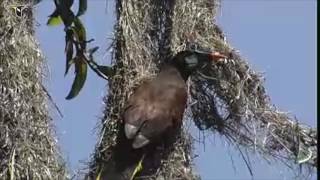 The Montezuma Oropendolas Hanging Nest [upl. by Yartnod]