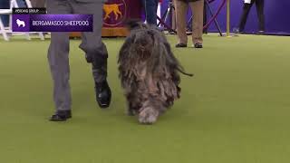 Bergamasco Sheepdogs  Breed Judging 2024 [upl. by Ycram]