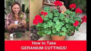 How to PROPAGATE GERANIUMS Stem Cuttings Ivy Geranium Pelargonium🌿Shirley Bovshow [upl. by Winikka]