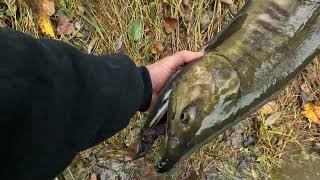 Chum Salmon Fishing  Green River [upl. by Cinom]