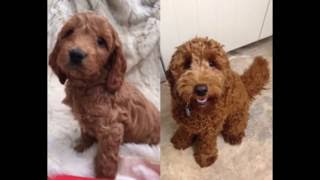 FUDGE the Cockapoo BIRTH to ONE YEAR [upl. by Assenat]