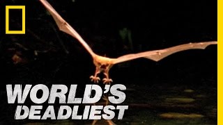 Fishing Bats  Worlds Deadliest [upl. by Close]