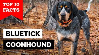 Bluetick Coonhound  Top 10 Facts [upl. by Annayrb228]