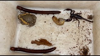 Looking for Captured Beetle Grabs Wild Giant Millipedes Black Scorpion and A RainFrog Under Stump [upl. by Allard544]