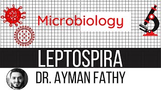 leptospirosis  USMLE Step 1 Microbiology  Dr Ayman Fathy [upl. by Namlaz756]