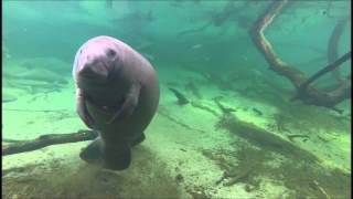 Dancing Manatee [upl. by Boyes]