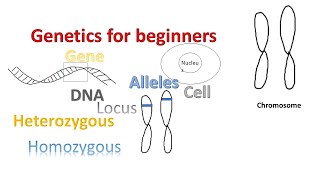 Genetics for beginners  Genes Alleles Loci on Chromosomes [upl. by Dlnaod]