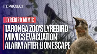 Taronga Zoos Lyrebird Mimics Evacuation Alarm After Lion Escape [upl. by Rednaskela339]