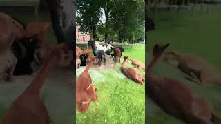 Alpacas are enjoying a dust bath in the field [upl. by Nonna]