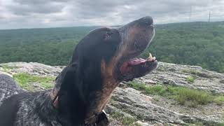 Coonhound Howling on a Mountain [upl. by Nomde]