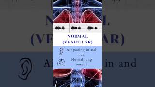 normal lung soundsNormal vesicular breathing viralshorts viralshort youtubeshorts youtubeshort [upl. by Tlihcox]