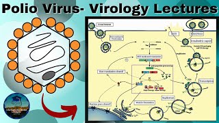 Polio Virus A Basic Overview of Structure Genome and How it Causes Disease  Virology Lectures [upl. by Hahsia]