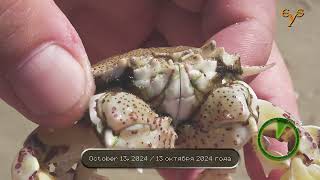 Invasive crab Matuta victor at Almogim Beach in Kiryat Yam [upl. by Yelyr237]