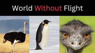 Flightless Birds Natures Grounded Wonders [upl. by Squier]