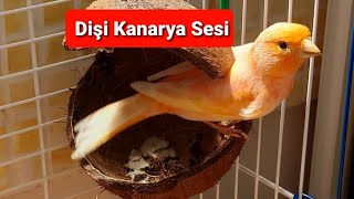 Dişi Kanarya Sesi Kanarya Huylandırma  Kuş Videoları [upl. by Anitselec380]