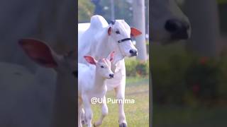 Meri payari Gaiya Gow mata cowvideos poreyahat goddavirshorts youtubeshorts [upl. by Theodore]