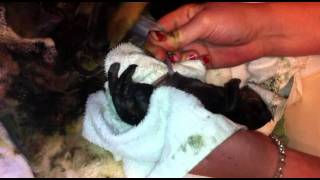 Still born dead puppy dachshund brought back to life [upl. by Kallick]