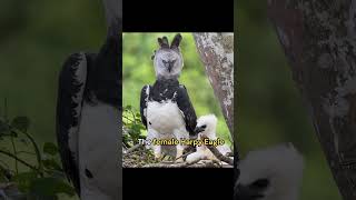 Meet the worlds largest and most powerful bird of prey the Harpy Eagle [upl. by Gnek721]