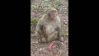 Nature of Monkey Zoo  How Monkey Lives as Groups [upl. by Chamberlin614]