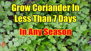 How To Grow Coriander From Seeds In 3 Days Fastest Method of Coriander Seed Germination [upl. by Eniotna372]