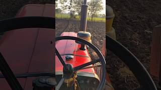 🌾Masur ki buai 🤗shortvlog dailyvlog minivlog farming [upl. by Sprage]