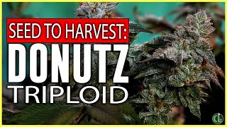 Donutz Triploid Grow Seed to Harvest in a VGrow Smart Grow Box [upl. by Salhcin]