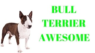 BULL TERRIERS Are Awesome BULL TERRIERS Life Compilation [upl. by Setsero1]