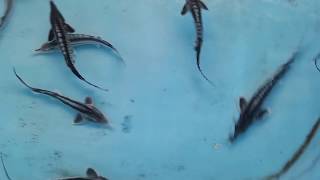 Sturgeon Fish Farm [upl. by Ttevi]