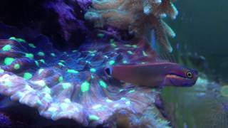 tailspot blenny laying eggs [upl. by Lyckman578]