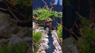 ideas para gambarios gambas neocaridinas acuario plantado [upl. by Ahsya620]